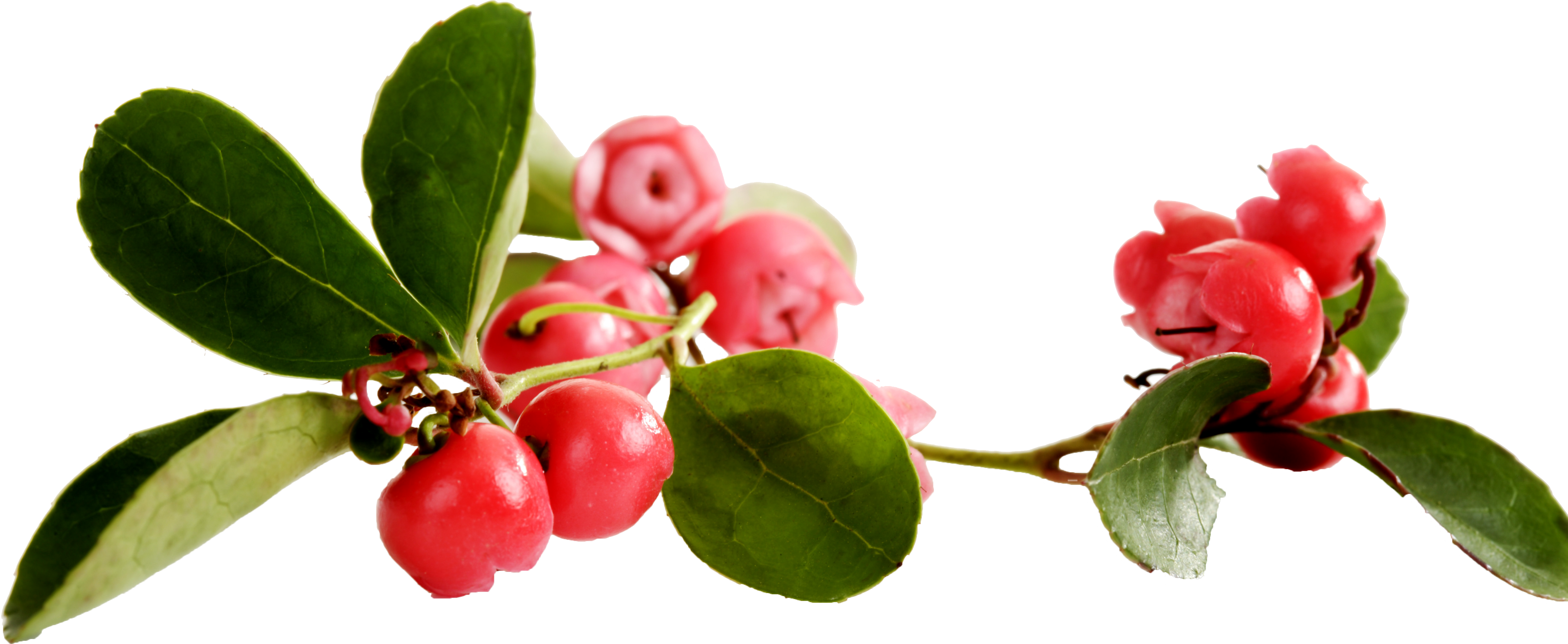 gaulthérie odorante